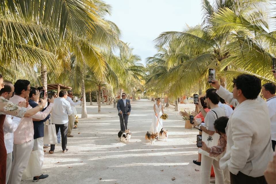 Entrada con perrihjos