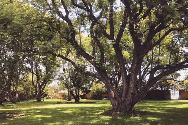Jardín jacarandas