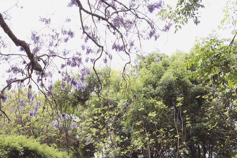 Entrada a jardín jacarandas