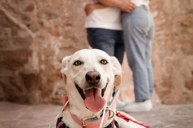 Perrito feliz y pareja de fondo