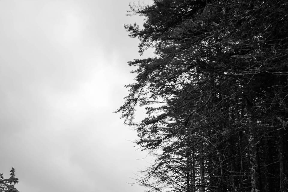 Novios agarrados de la mano en el bosque