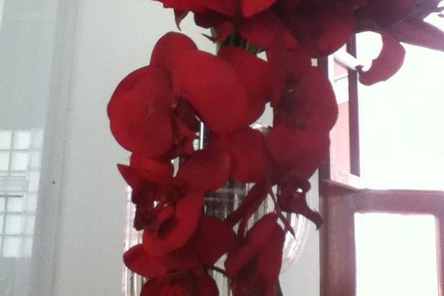 Florería Orquídea