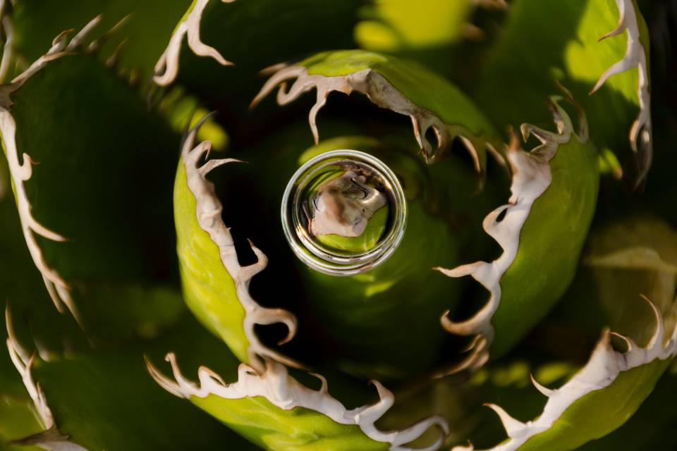 Cactus anillos