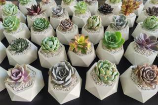 Dal Plantas y Flores
