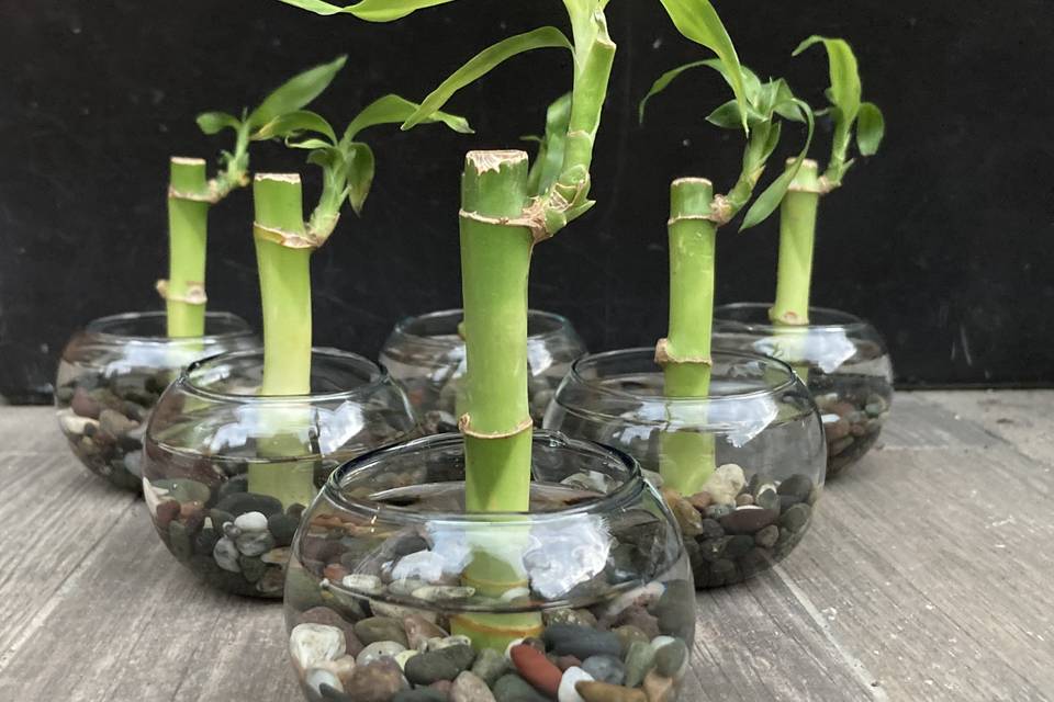 Mini bambú