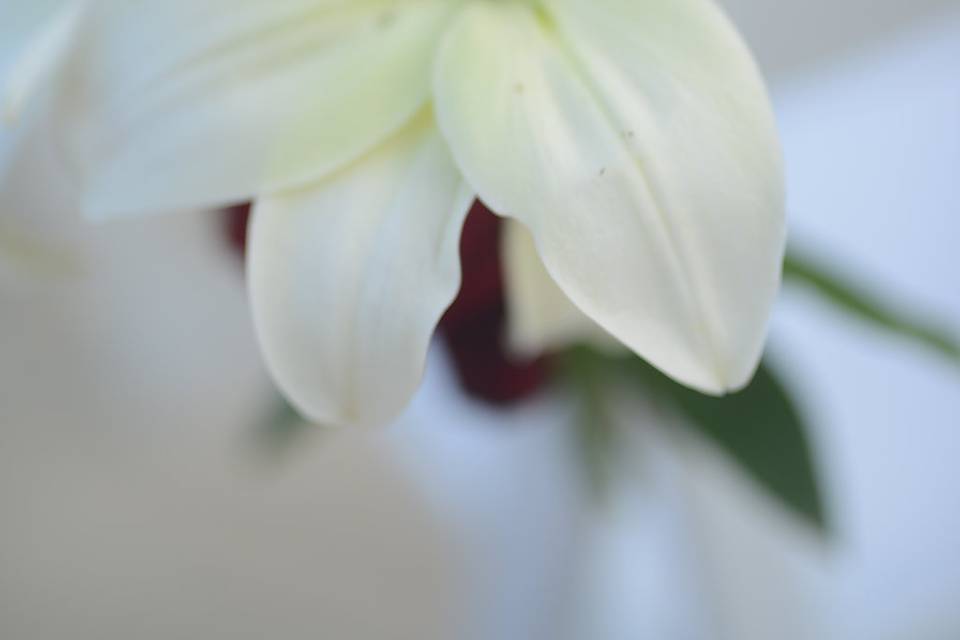 Flor blanca de boda