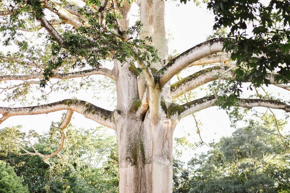 Arbol de Ceiba