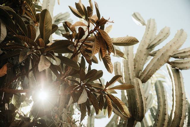 Cactus