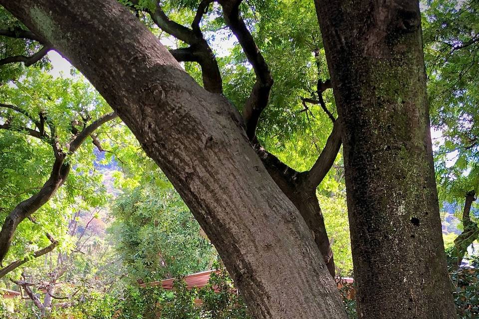 Jardín Tatala, Tepoztlán.