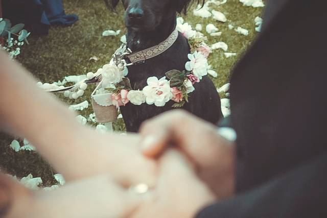 Boda El Campirano