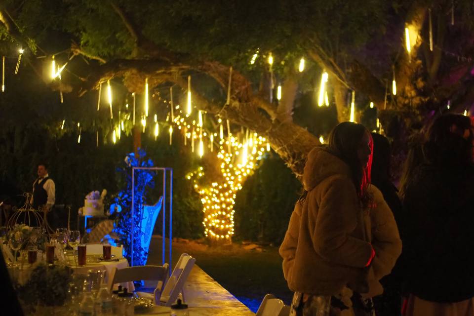 Árboles iluminados