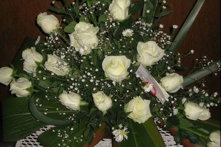 Rosas blancas