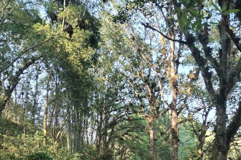 Área alta del bosque