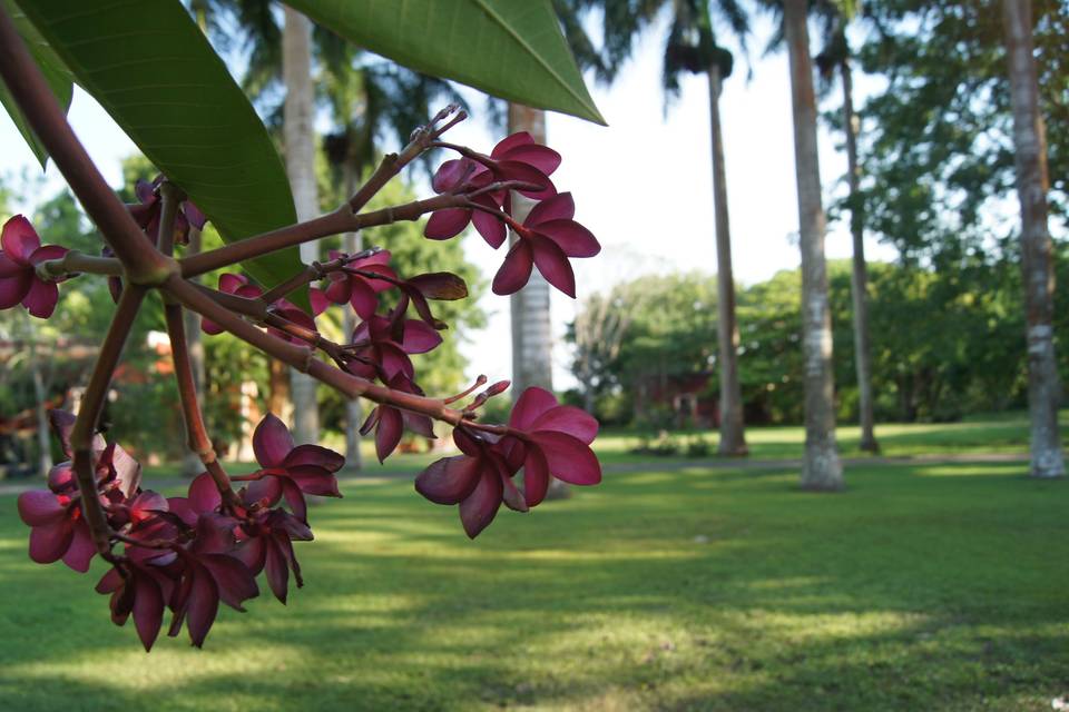 Jardín gansos