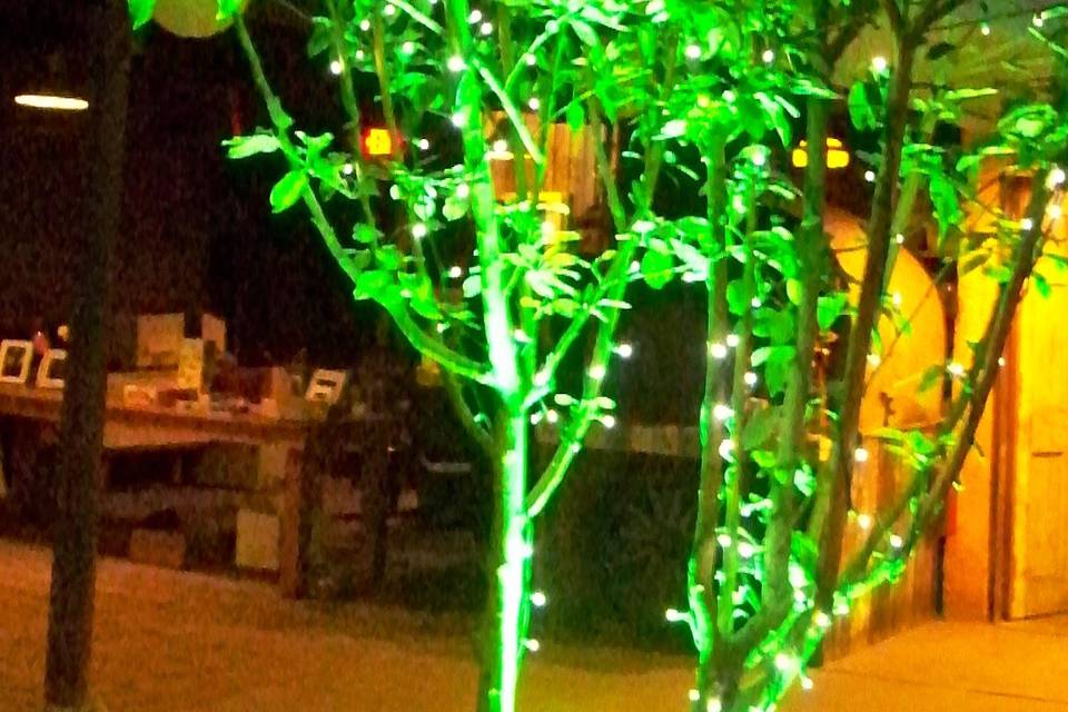 Árbol iluminado