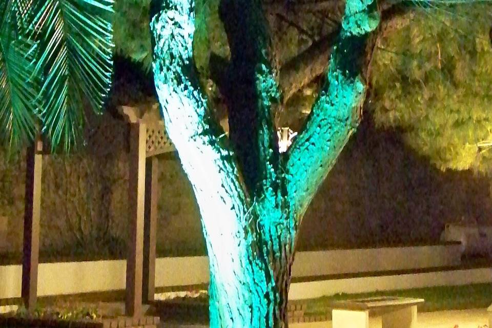 Árbol iluminado