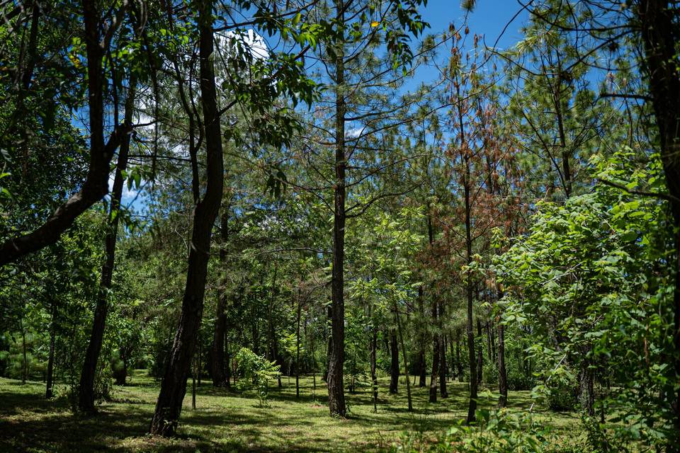 Bosque ideal para ceremonia