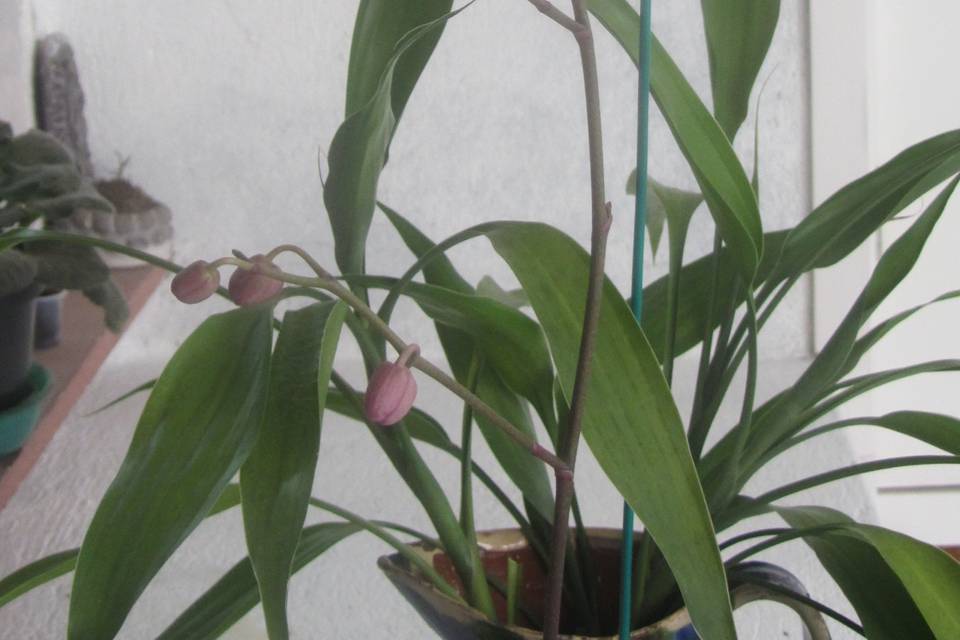 Orquídea lila
