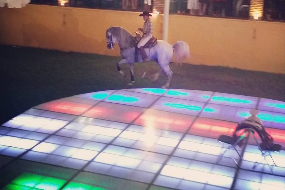 Espectaculo caballos bailadore