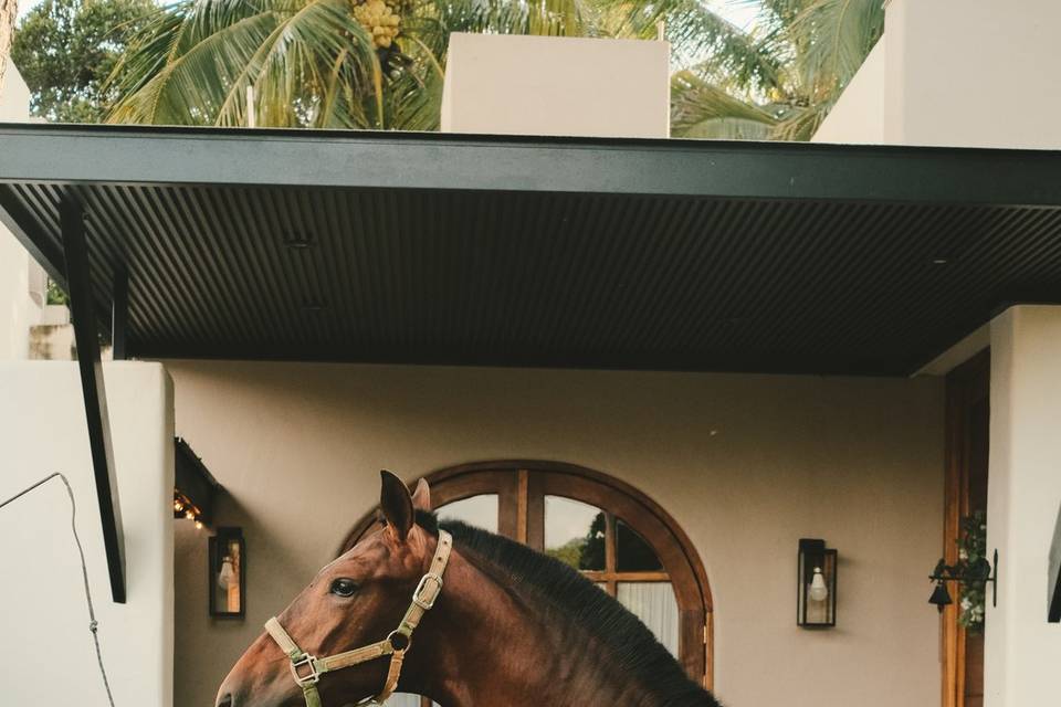 CABALLOS