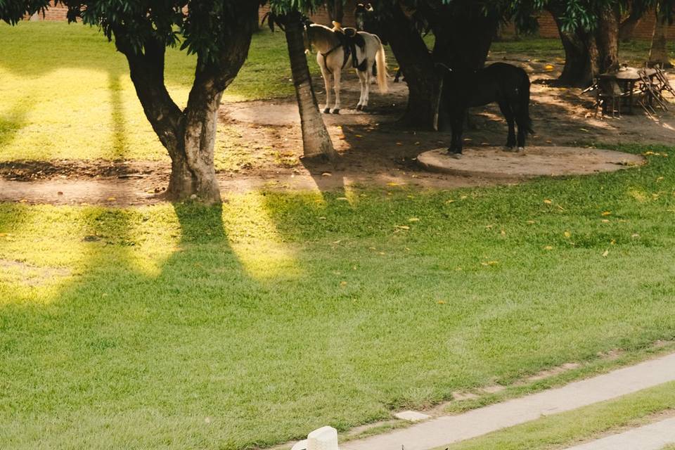 CABALLOS BAILADORES