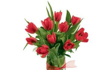 Elegantes tulipanes