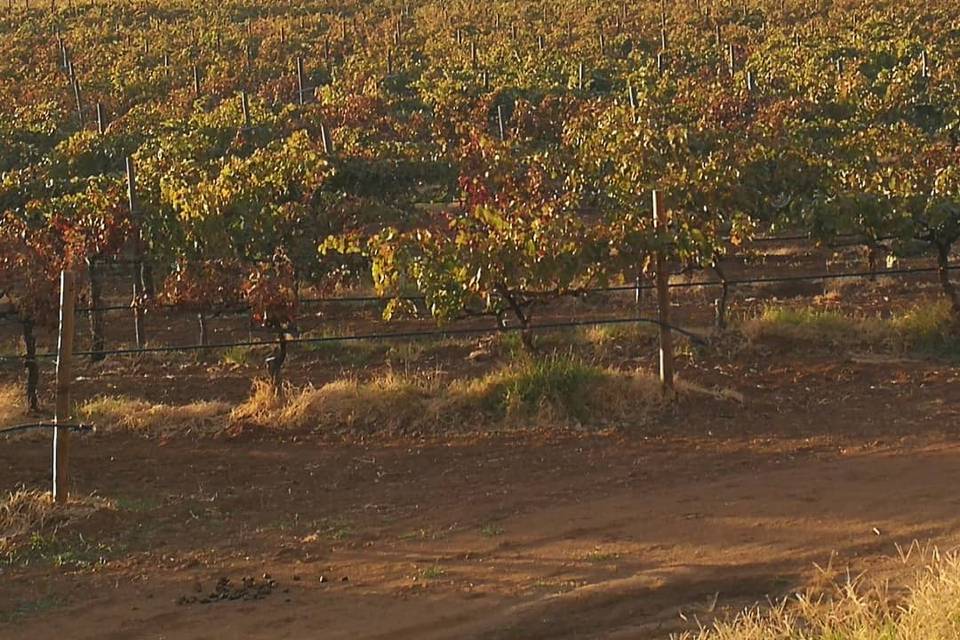 Rutas de vino