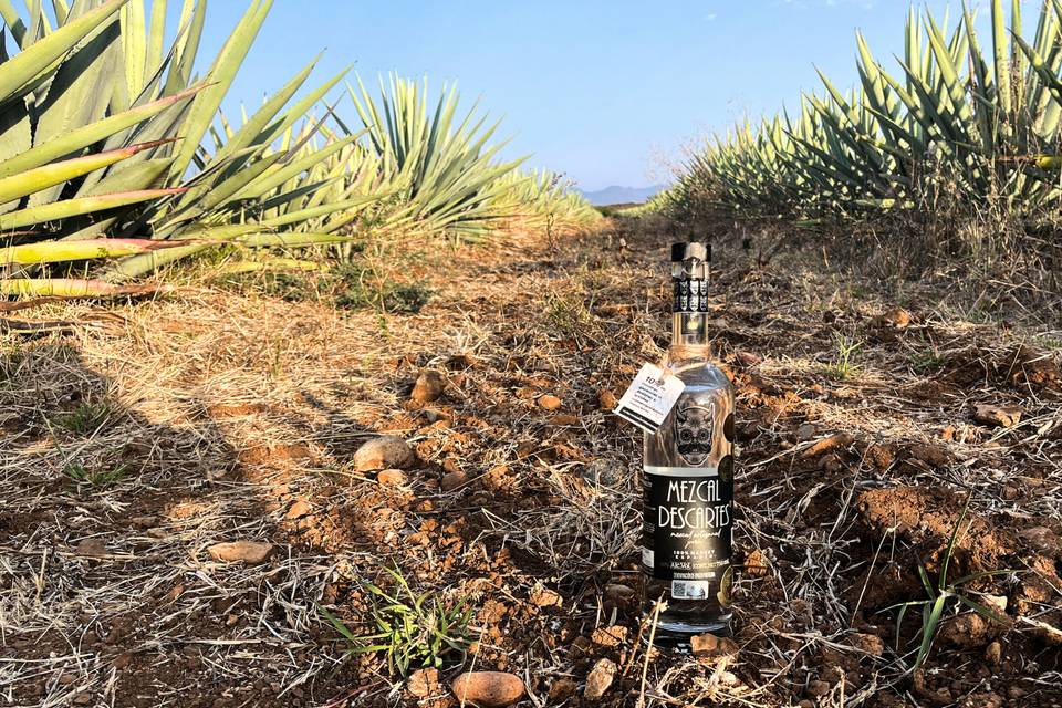 De la tierra a su boda