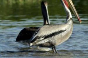 Aves para los amantes de la fauna