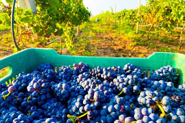 Pinot Noir 2023