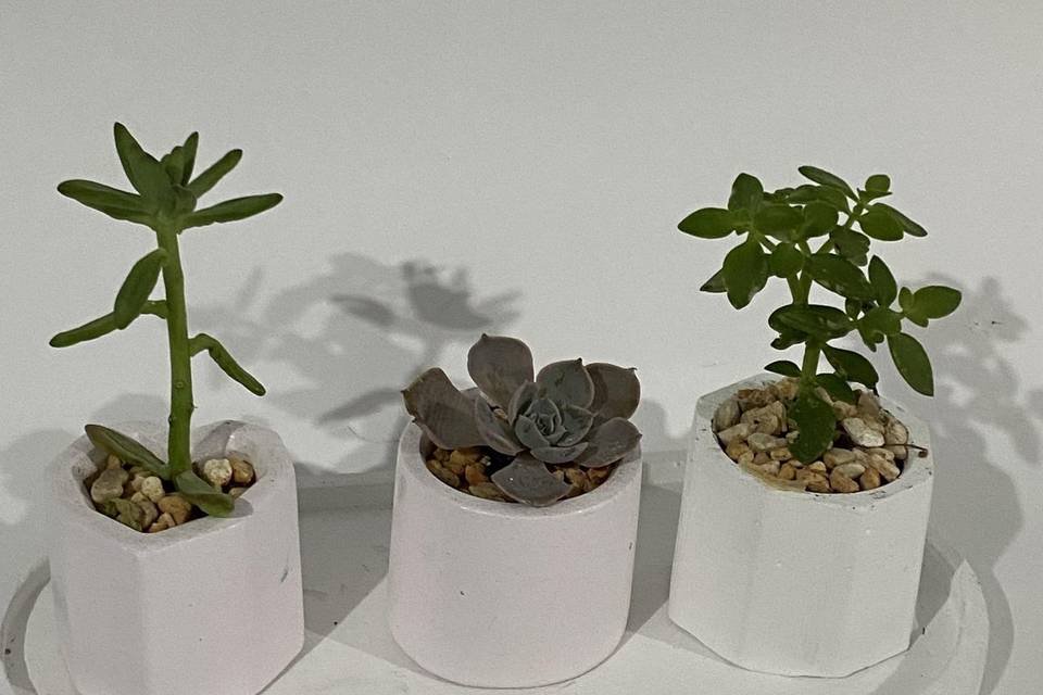 Suculentas mini