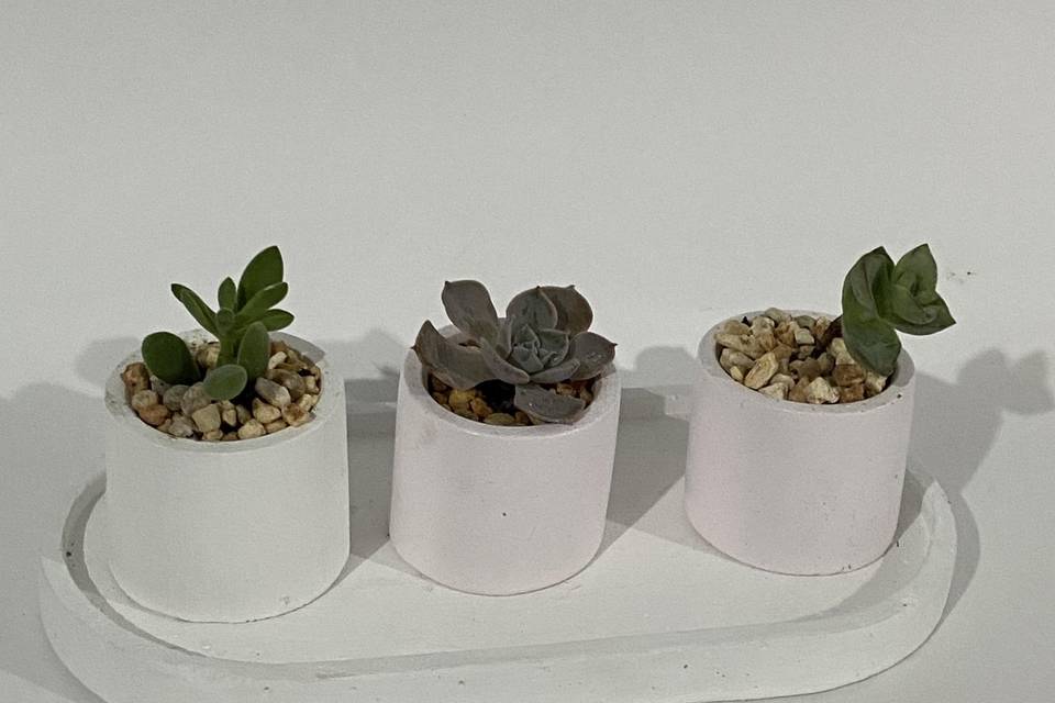 Suculentas minis