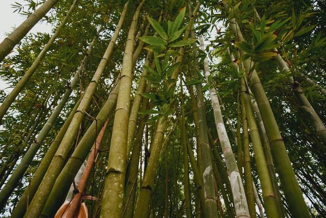Bonita boda en la Huasteca