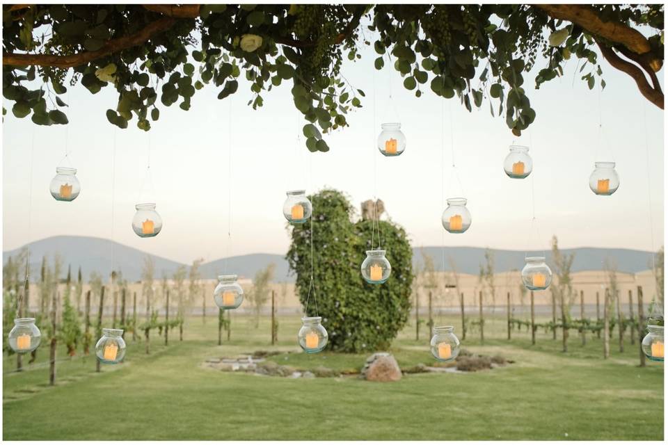Boda en Viñedo