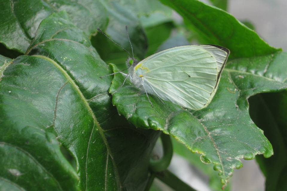 Criadero mariposa blanca