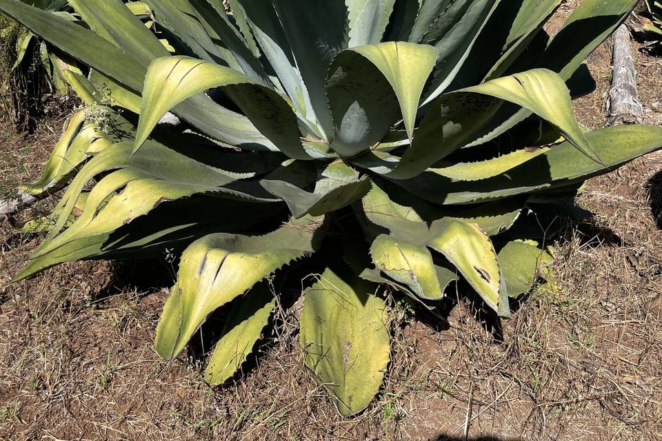 Agave Maximiliana