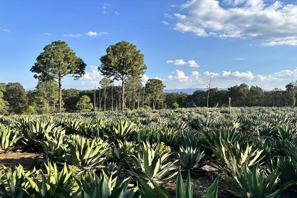 Campo de Maximilianas