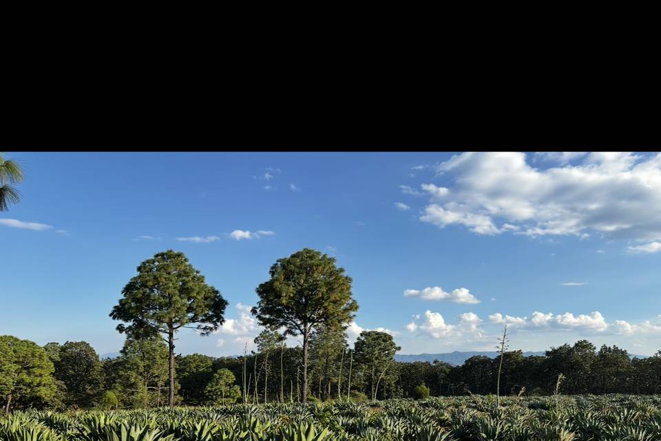 Campo de agaves