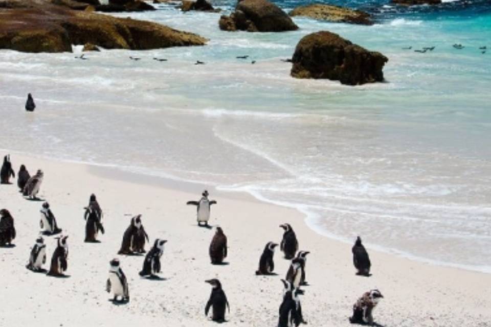 Playa Boulders, Sudáfrica