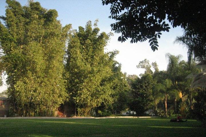 Jardines de Bambú