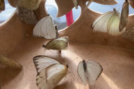 Listas para cumplir deseos