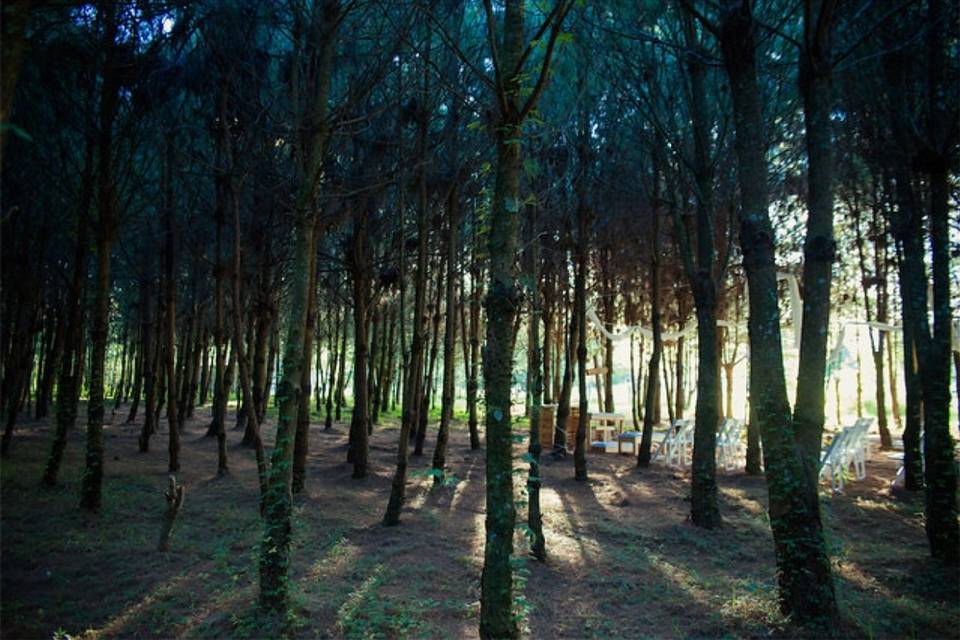 Bosque para bodas en mexico