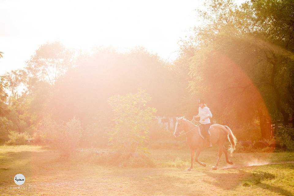 Horse in the sunset