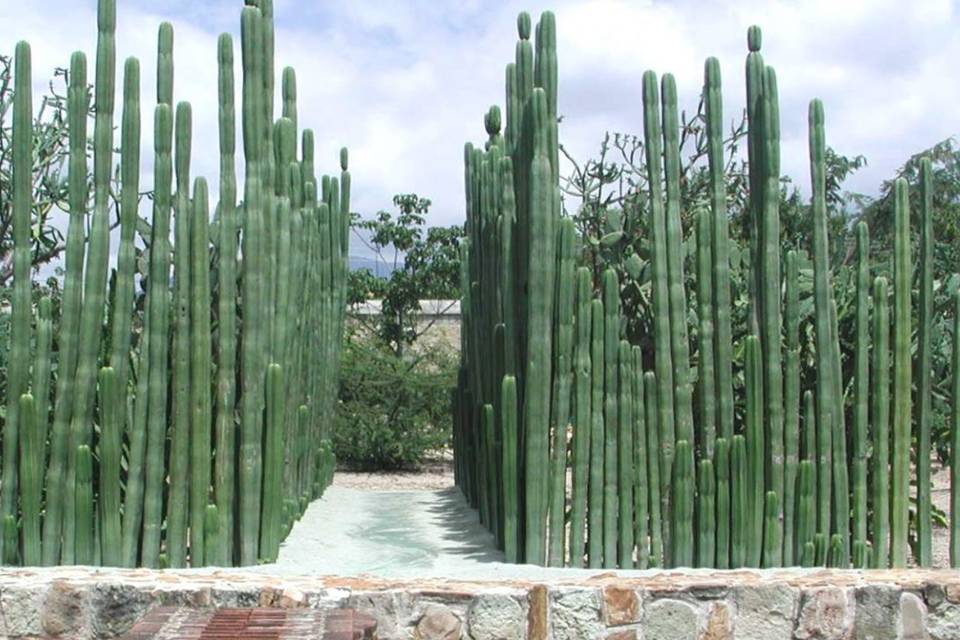 Jardín Etnobotánico de Oaxaca