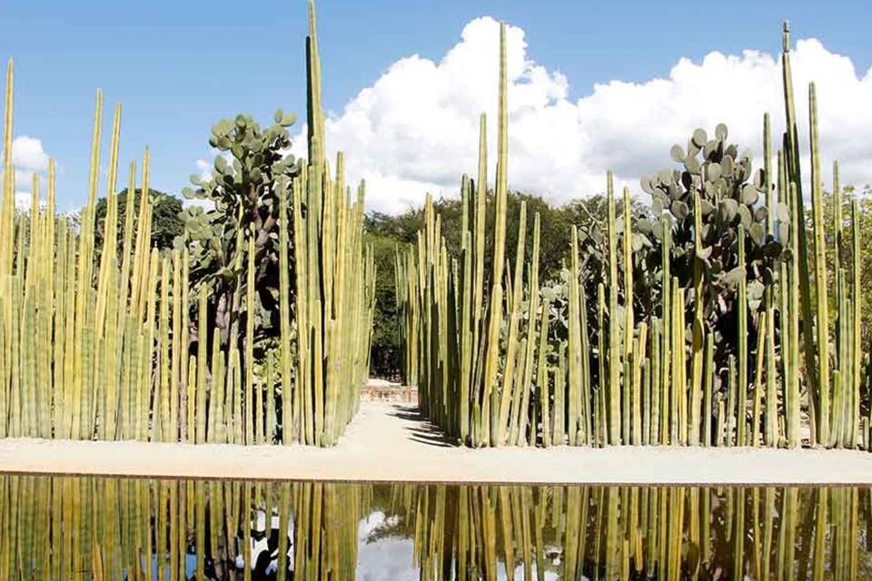 Jardín Etnobotánico de Oaxaca