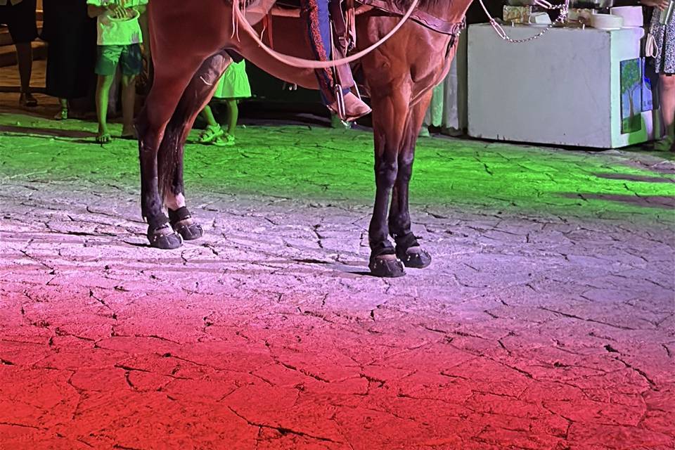 Show N&R