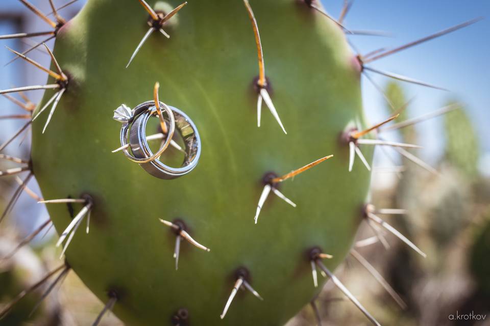 Los anillos en el cactus