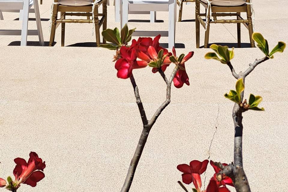 Gazebo en Iberostar Punta Mita