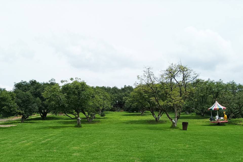 Rodeado de árboles de aguacate