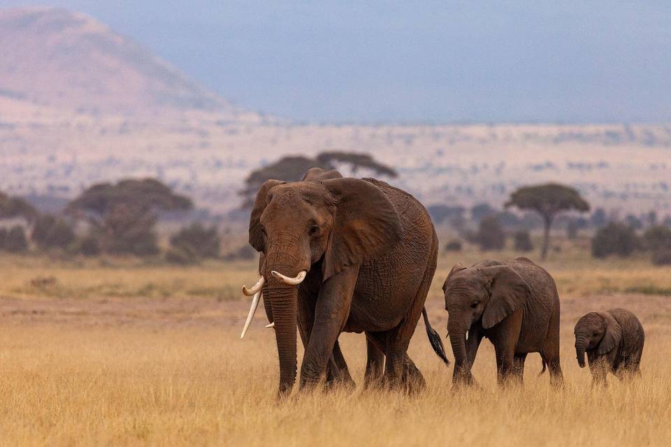 África